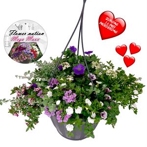 Bild von HP37 Mega pot  Mix Super mix pot